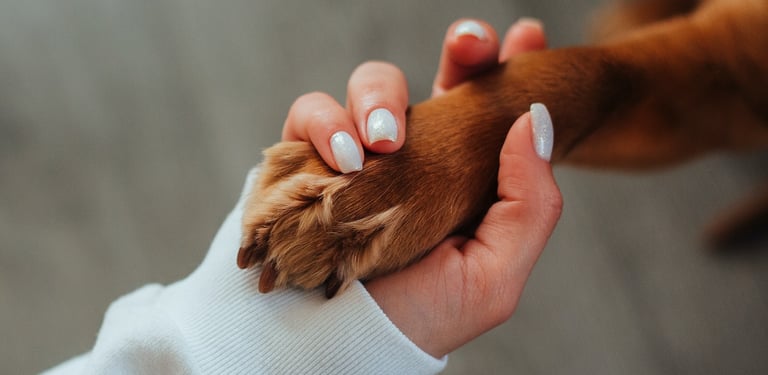 mão segurando uma pata