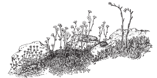 a close-up image of several rocks and small plants like moss and figwort growing in between rocks