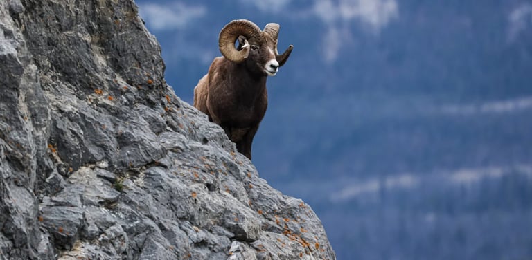 Rams tempt fate by jumping around mountains