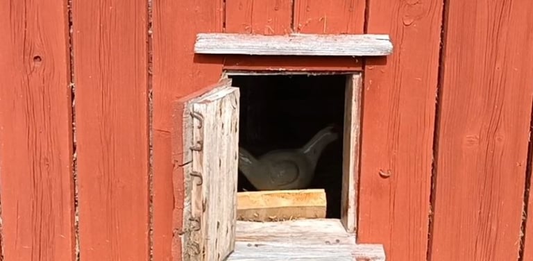 Old wooden barn sidding painted with breathable heritage paint, showing natural aging without peeling 