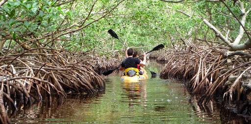 Mangrove Kayaking