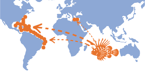 Natif de l'Indo-Pacific, le Poisson-Lion a envahit l'Atlantique West, Les Caraïbes, la Méditerranée