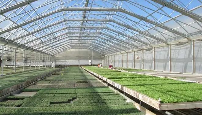 Commercial Greenhouse Roofing