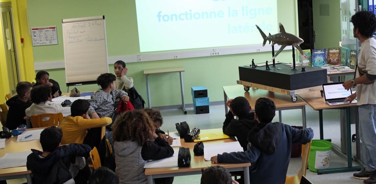 des élèves dans une classe , avec la maquette du requin, et un écran qui présent les requins