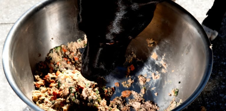 Zwarte hond eet vers natvoer uit grote metalen hondenbak