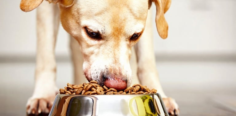 Gele labrador eet krokante hondenbrokken uit zilveren voerbak