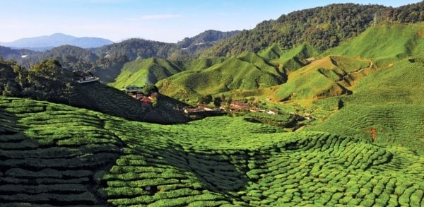 3 Days 2 Nights Cameron Highlands Tour & Travel Packages