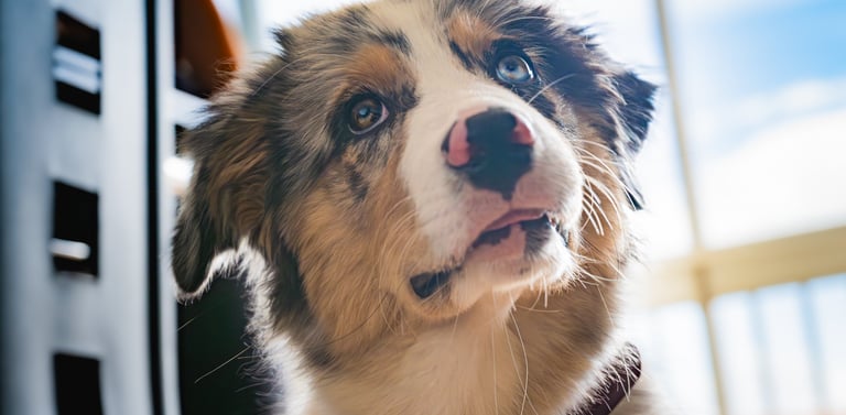 Portrait rapproché d’un chien au regard expressif en lumière naturelle