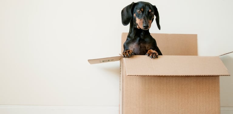Sausage Dog in a Box