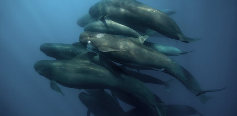 A pod of pilot whales swimming together in the deep blue ocean water.