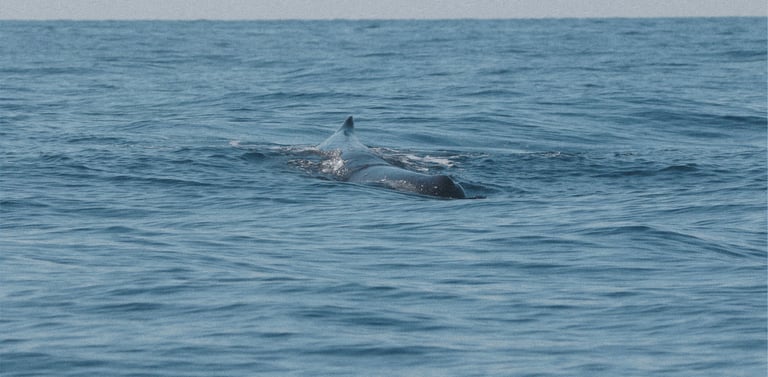 A sperm whale surfacing.