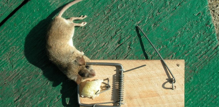 Souris s'étant faite piégée par une tapette.