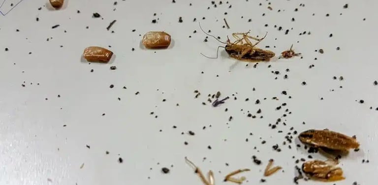Excrements et mues de caffards