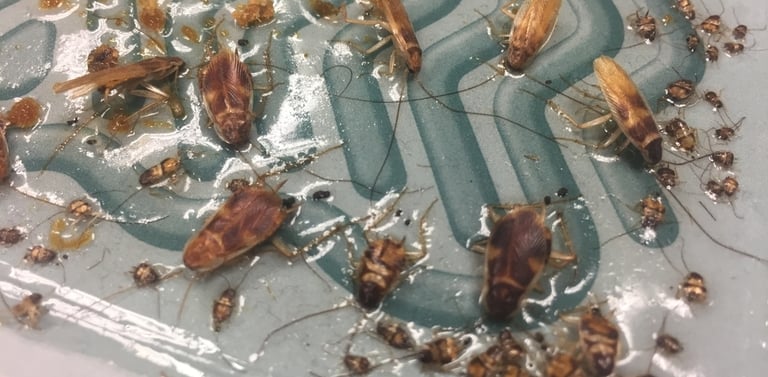 Piège à glue pour les cafards 