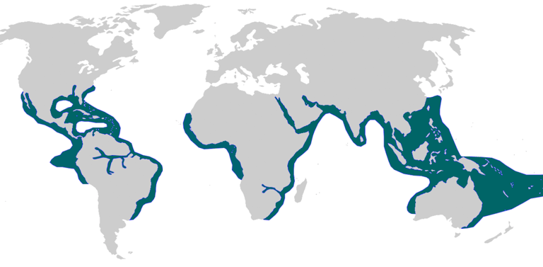 repartition-geographique-requin-bouledogue