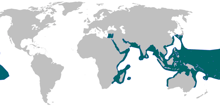 repartition-geographique-requin-pointe-noire