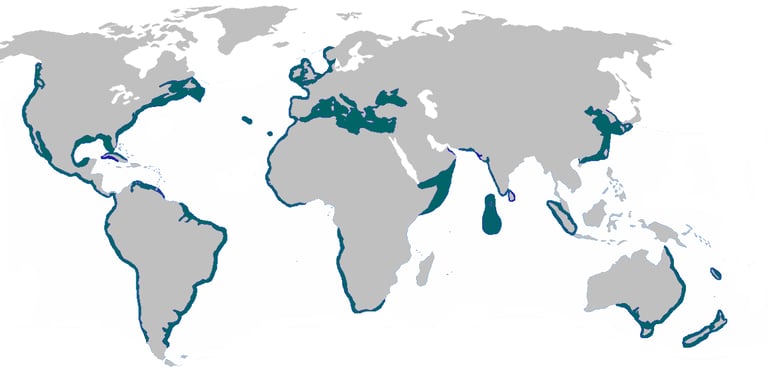repartition-geographique-requin-renard-commun