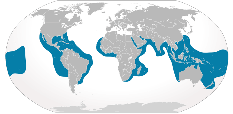 repartition-geographique-requin-tigre
