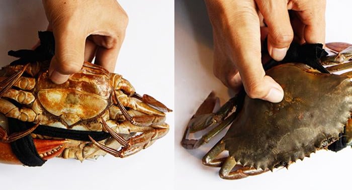 vietnamese mud crabs