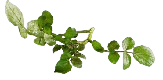 watercress
