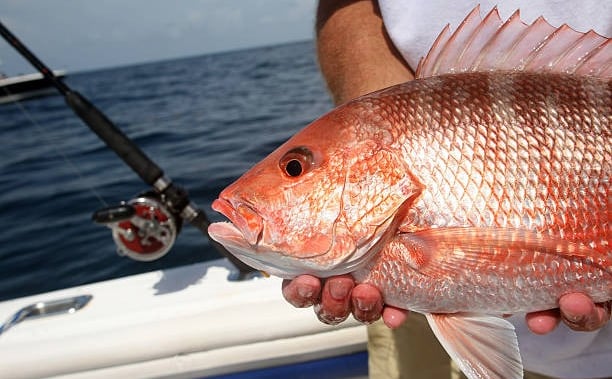 a red fish caught off sarasota