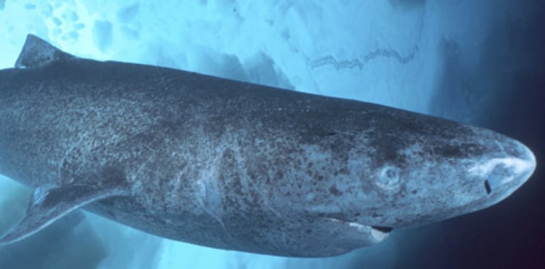 requin groeland