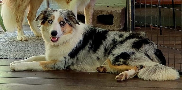 tri blue merle border collie pup
