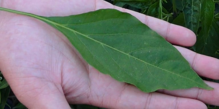 green chili leaf