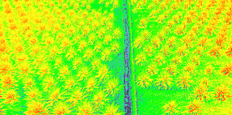 revision espectral de cultivo de palma de aceite