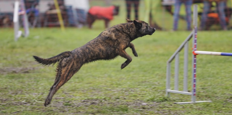 photographe orléans