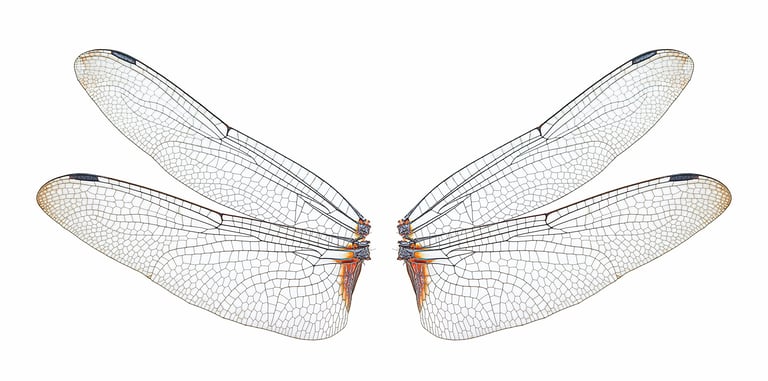 Artful dragonfly wings