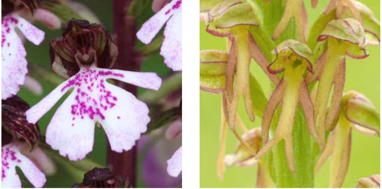 Die Blüten vieler Wiesenorchideen ähneln in ihrem Umriss einer menschenähnlichen Gestalt: Purpur Kna