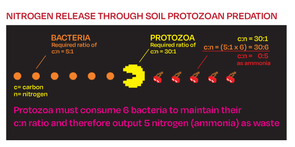 graphic image of the process of mineralization of nitrogen in soil by soil protozoa feeding on bacteria