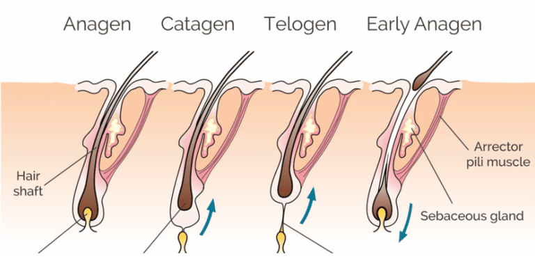 Hair growth Stages