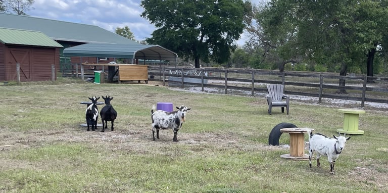 Goats grazing and playing in an open pasture at Pagnotta Family Farm on a sunny day.
