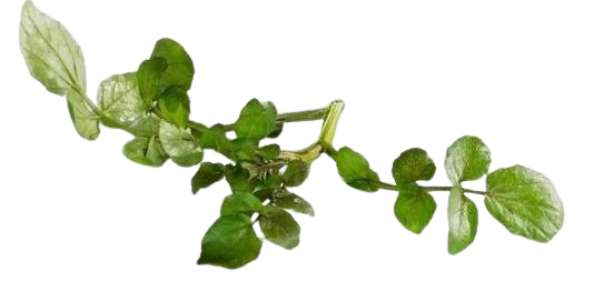 watercress