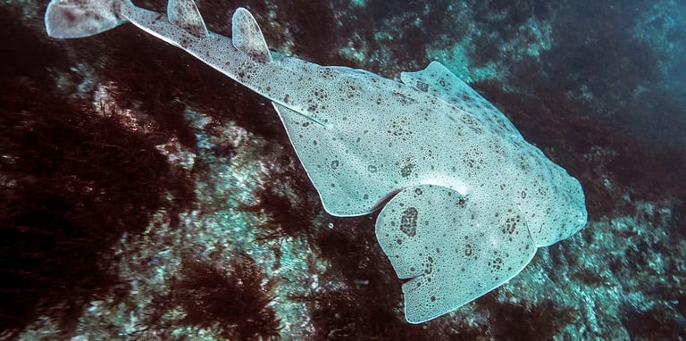 requin ange de mer sur des rochers au fond de la mer