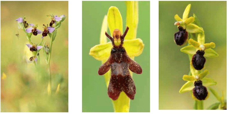 Fotografie von Bienen-Ragwurz (Ophrys apifera), Fliegen-Ragwurz (Ophrys insectifera), Kleine Spinnen