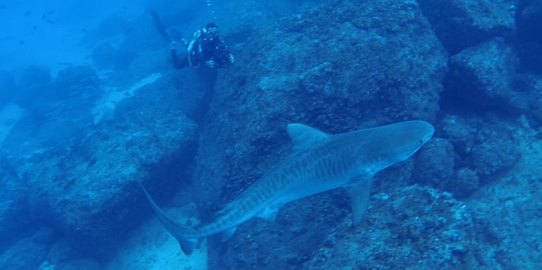 Tracey Billington Scuba Diving with tiger sharks at Cocos Islands, Costa Rica