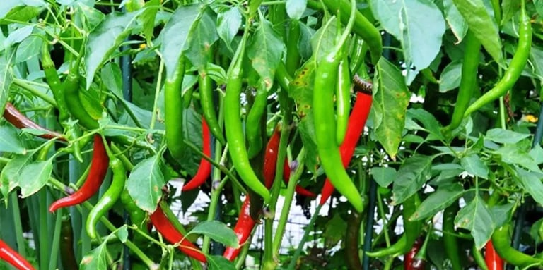 Chili Field