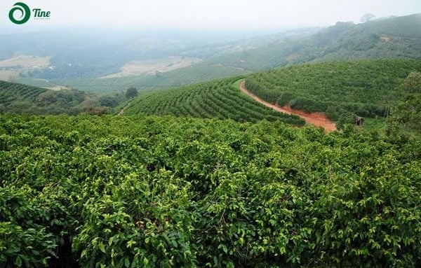 Độ cao phù hợp trồng cà phê