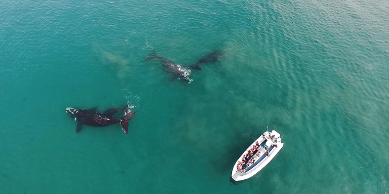 avistaje de ballena franca austral