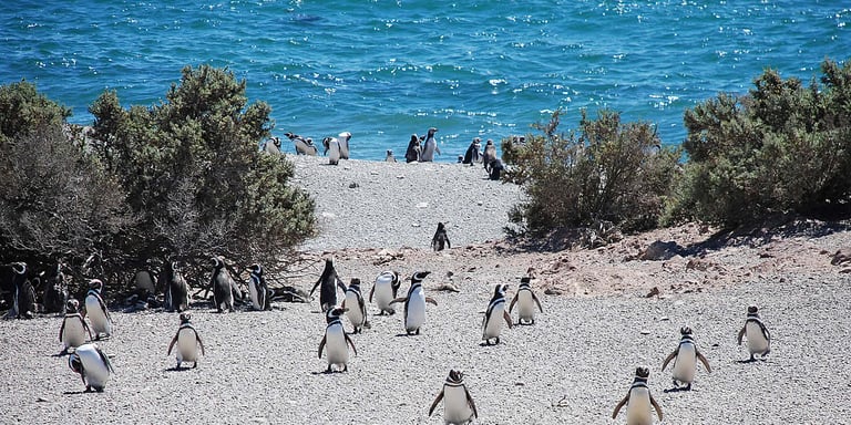 pingüinos en punta tombo