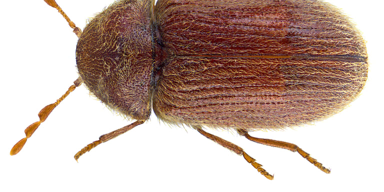 BROWN BEETLES PEST CONTROL SERVICE