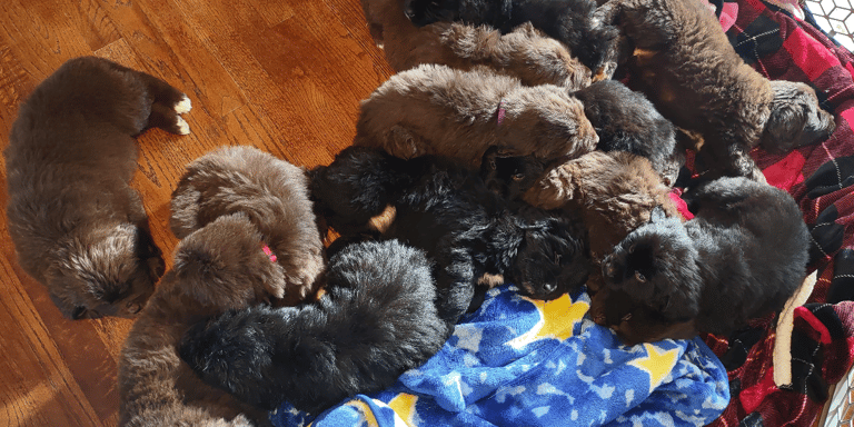 Newfoundland Puppies