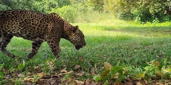 monitoramento de fauna e afugentamento 