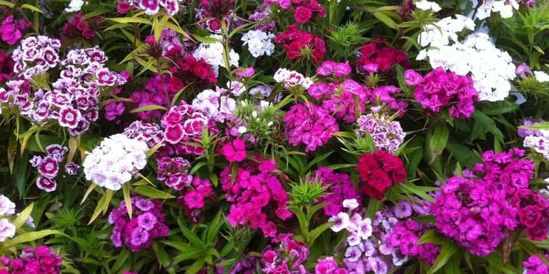 livraison gratuite plante pour tombe fleurissement en maine et loire sepulture49 