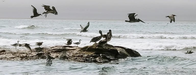 Oregon Coast - Pelicans hanging out on rocks near the shore in Depoe Bay