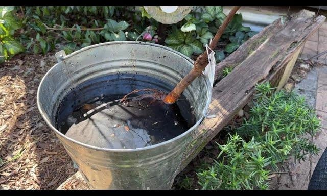Pre-soaking a bare root fruit tree