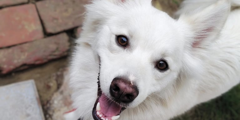 Behavioural correction training in gurgaon at gurgaondogtraining.in